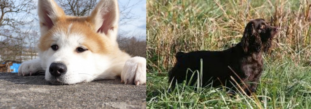 Boykin Spaniel vs Akita - Breed Comparison