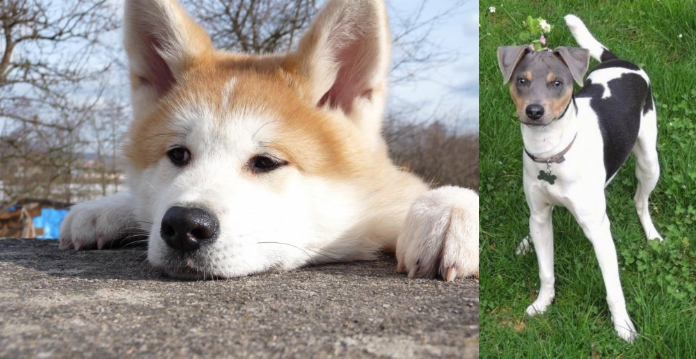 Brazilian Terrier vs Akita - Breed Comparison