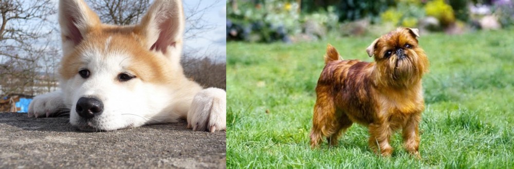 Brussels Griffon vs Akita - Breed Comparison