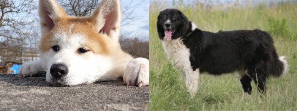 Bulgarian Shepherd vs Akita - Breed Comparison