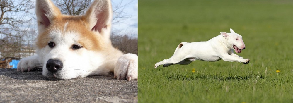 Bull Terrier vs Akita - Breed Comparison
