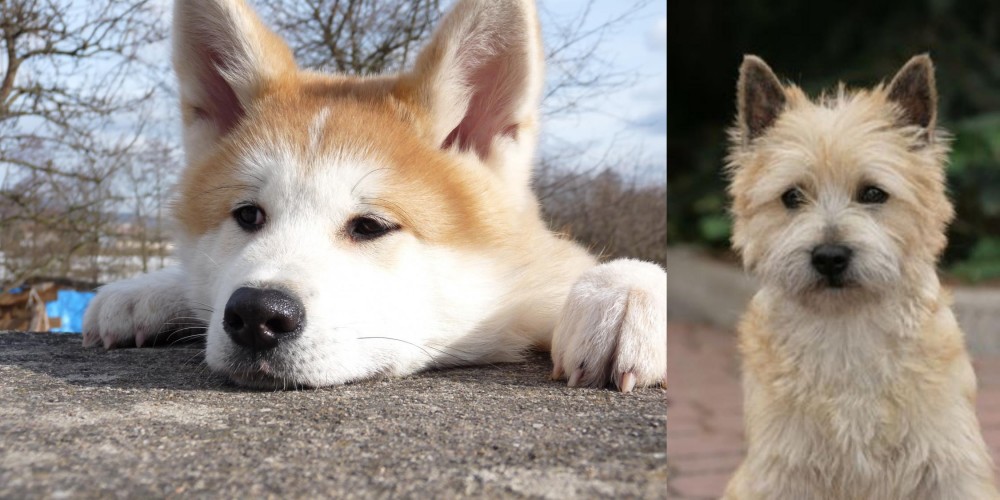 Cairn Terrier vs Akita - Breed Comparison