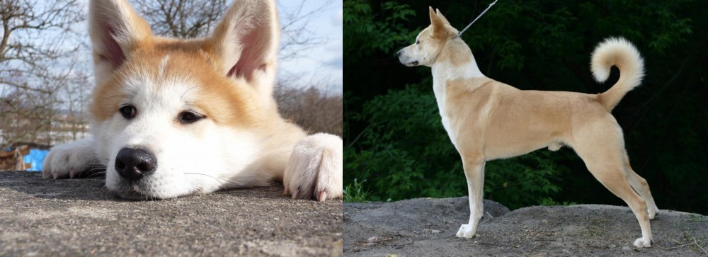 Canaan Dog vs Akita - Breed Comparison