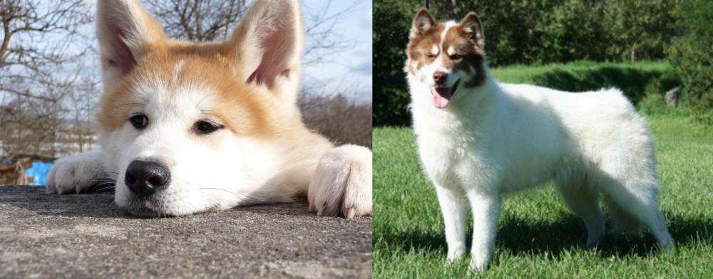 Canadian Eskimo Dog vs Akita - Breed Comparison