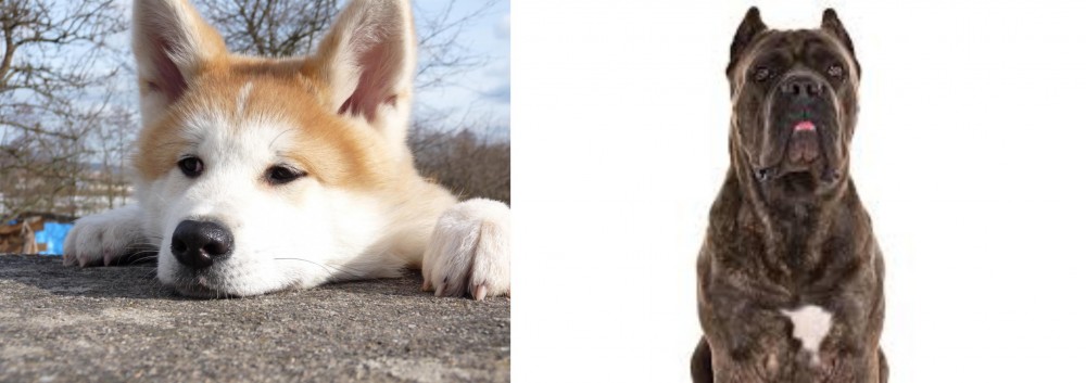 Cane Corso vs Akita - Breed Comparison