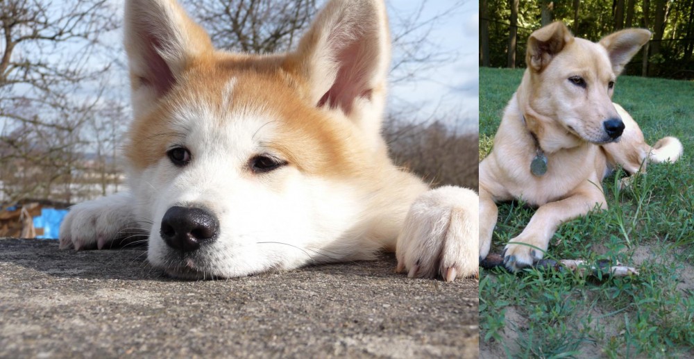 Carolina Dog vs Akita - Breed Comparison
