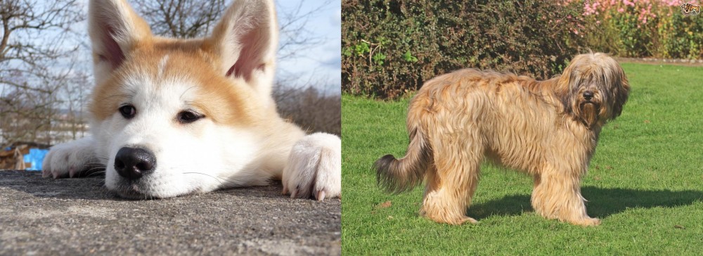 Catalan Sheepdog vs Akita - Breed Comparison