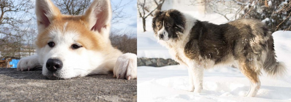 Caucasian Shepherd vs Akita - Breed Comparison