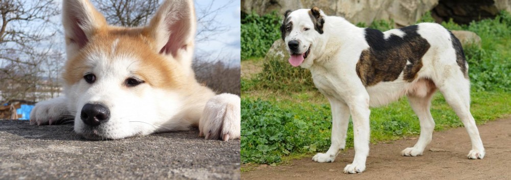 Central Asian Shepherd vs Akita - Breed Comparison