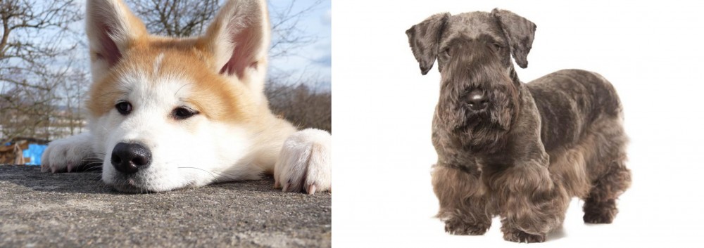 Cesky Terrier vs Akita - Breed Comparison