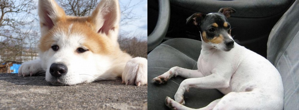 Chilean Fox Terrier vs Akita - Breed Comparison
