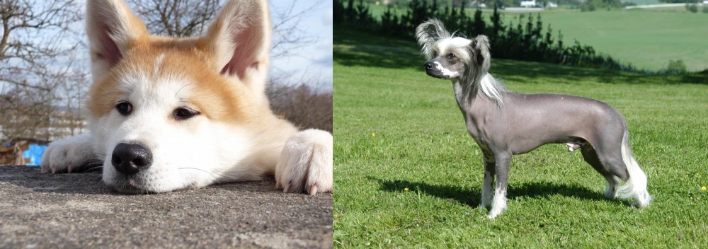 Chinese Crested Dog vs Akita - Breed Comparison