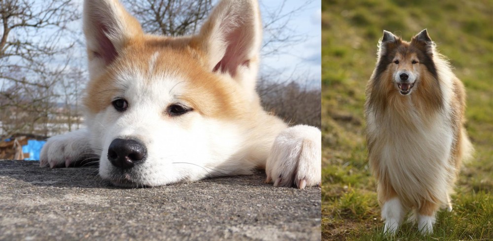 Collie vs Akita - Breed Comparison