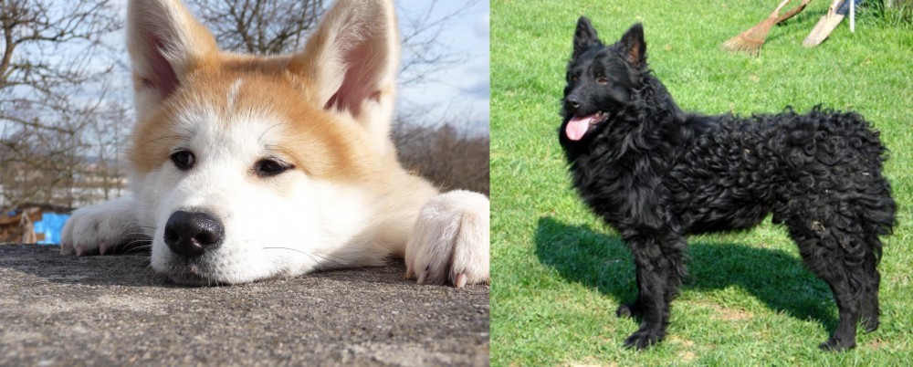 Croatian Sheepdog vs Akita - Breed Comparison