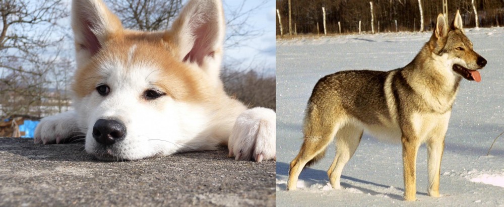 Czechoslovakian Wolfdog vs Akita - Breed Comparison