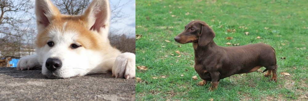 Dachshund vs Akita - Breed Comparison