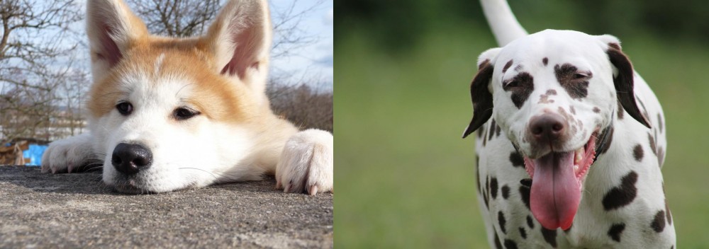 Dalmatian vs Akita - Breed Comparison