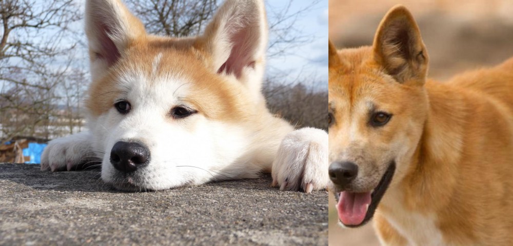 Dingo vs Akita - Breed Comparison