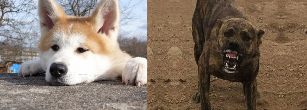 Dogo Sardesco vs Akita - Breed Comparison
