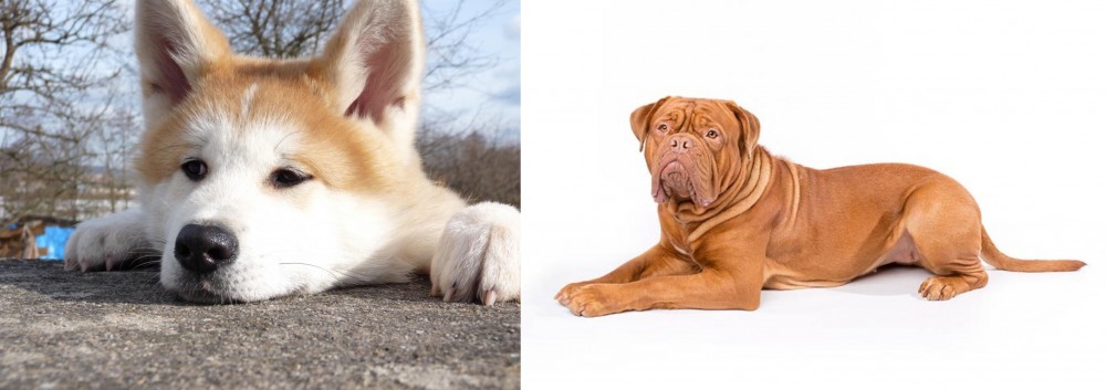 Dogue De Bordeaux vs Akita - Breed Comparison