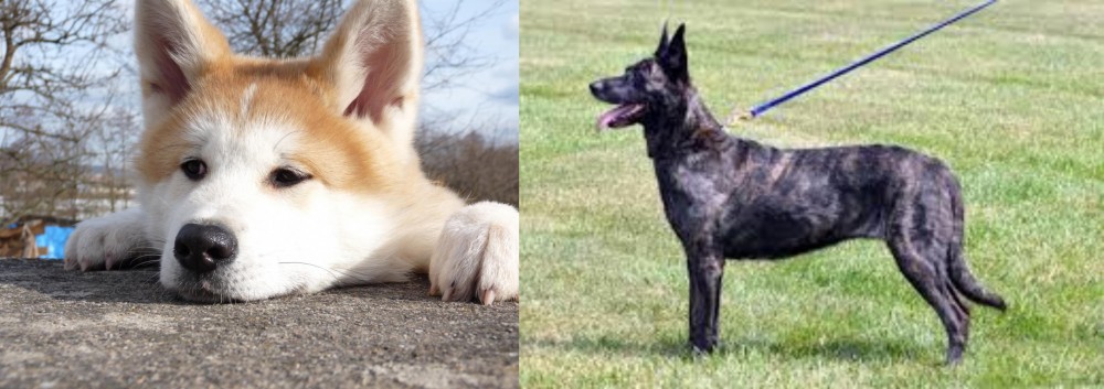 Dutch Shepherd vs Akita - Breed Comparison