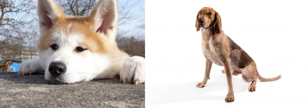 English Coonhound vs Akita - Breed Comparison