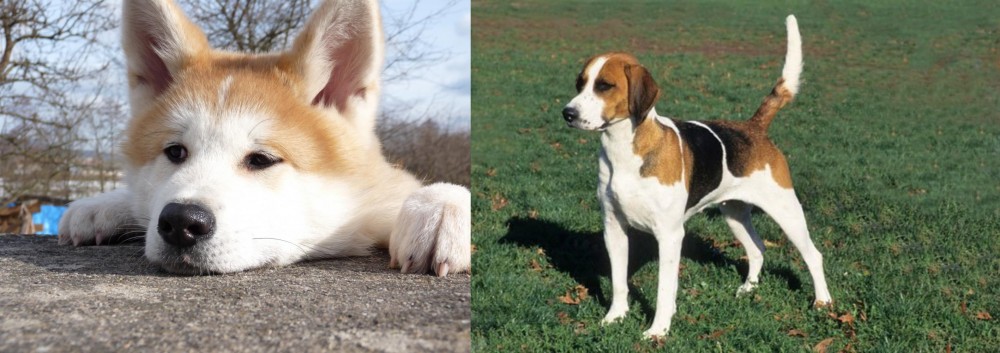 English Foxhound vs Akita - Breed Comparison