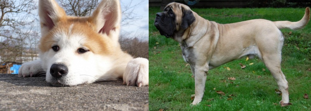English Mastiff vs Akita - Breed Comparison