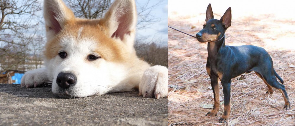 English Toy Terrier (Black & Tan) vs Akita - Breed Comparison