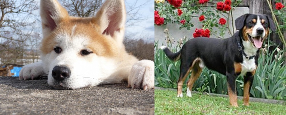 Entlebucher Mountain Dog vs Akita - Breed Comparison