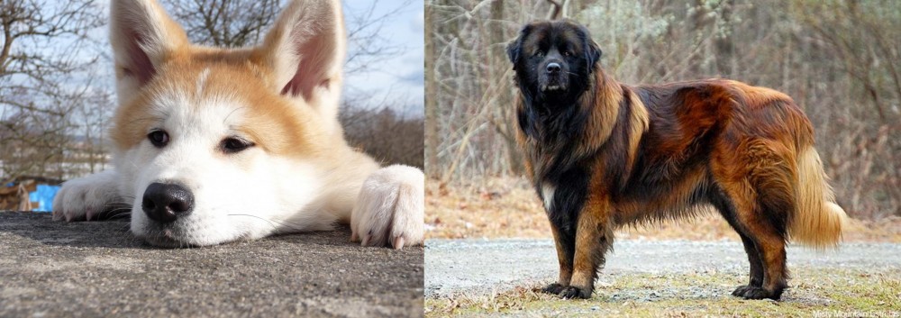 Estrela Mountain Dog vs Akita - Breed Comparison