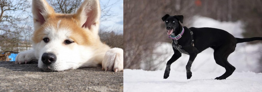 Eurohound vs Akita - Breed Comparison