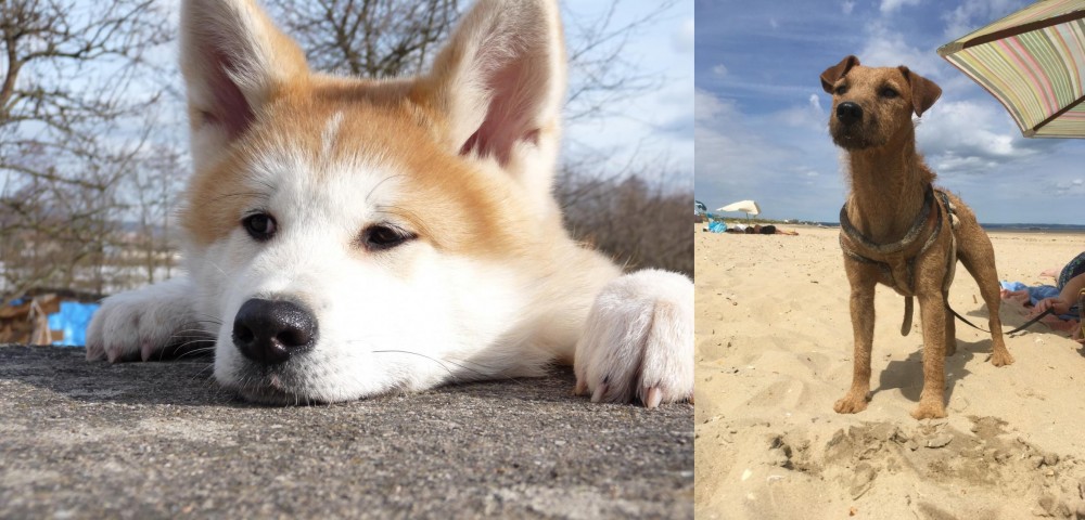 Fell Terrier vs Akita - Breed Comparison