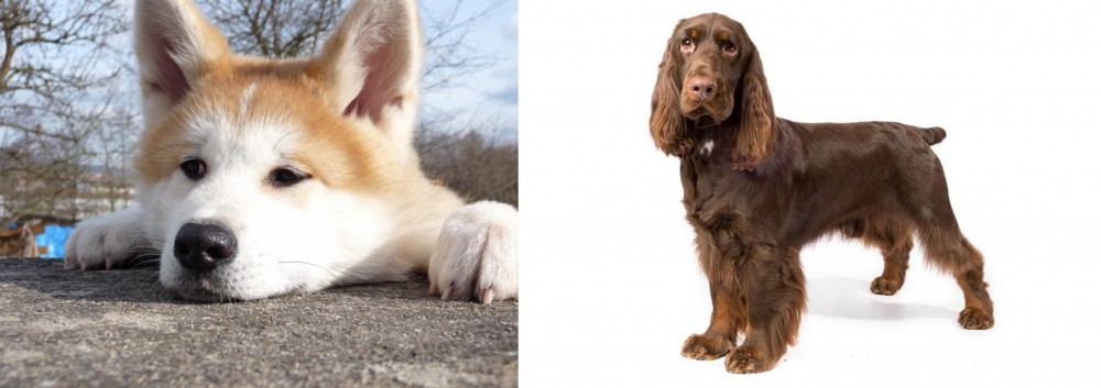 Field Spaniel vs Akita - Breed Comparison