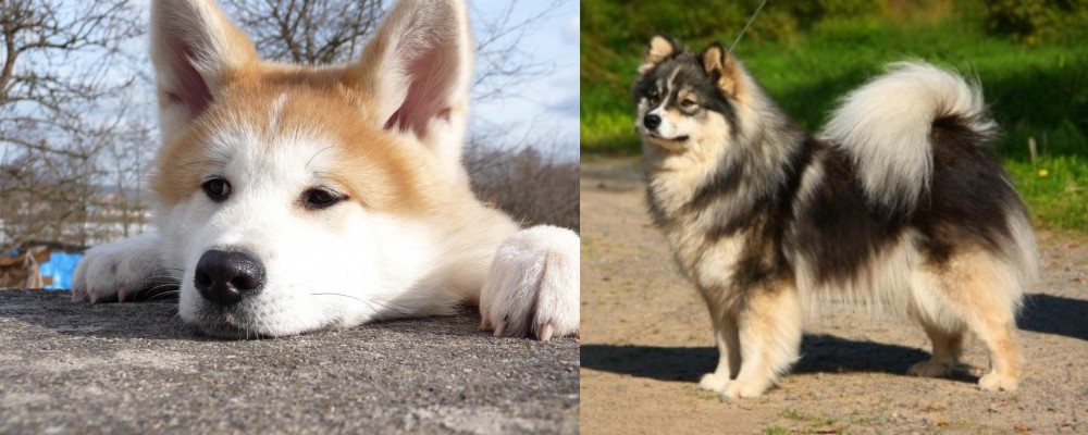 Finnish Lapphund vs Akita - Breed Comparison