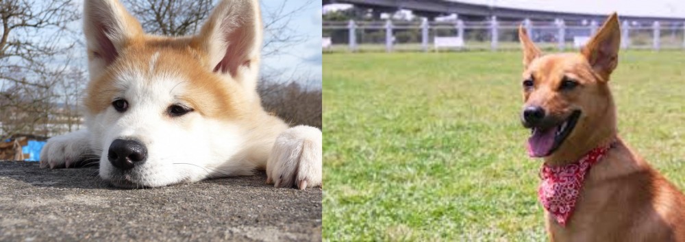 Formosan Mountain Dog vs Akita - Breed Comparison