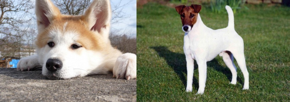 Fox Terrier (Smooth) vs Akita - Breed Comparison