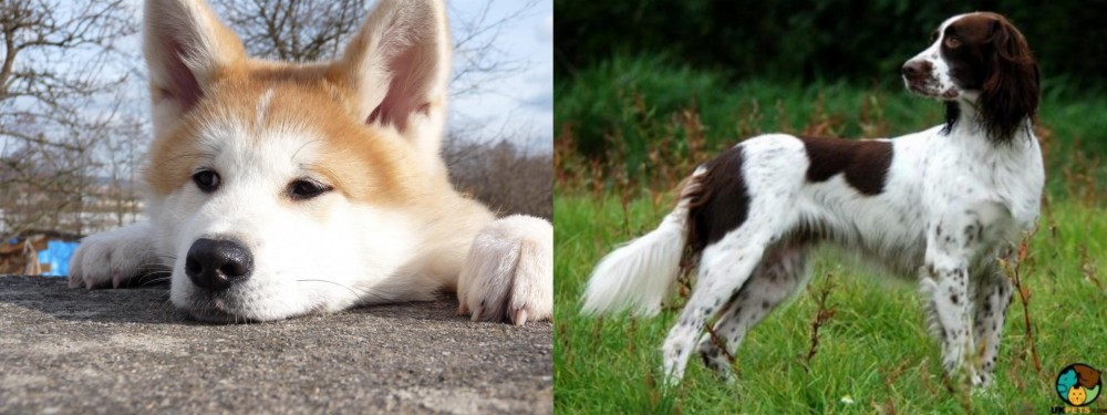French Spaniel vs Akita - Breed Comparison