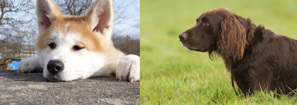 German Longhaired Pointer vs Akita - Breed Comparison