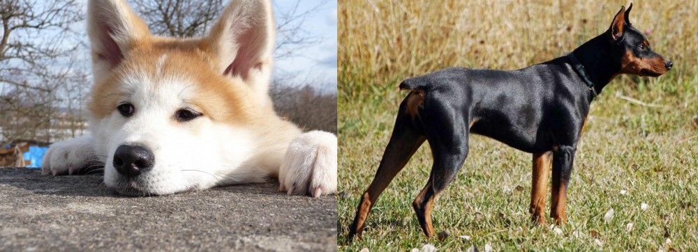 German Pinscher vs Akita - Breed Comparison
