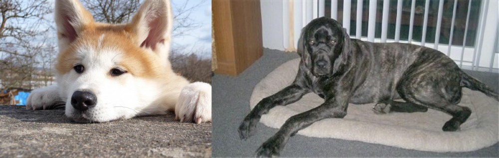 Giant Maso Mastiff vs Akita - Breed Comparison