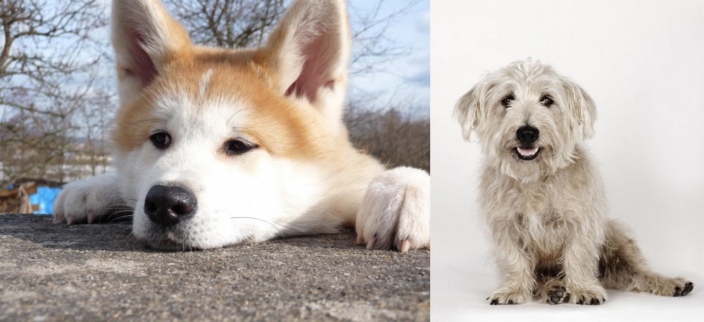 Glen of Imaal Terrier vs Akita - Breed Comparison