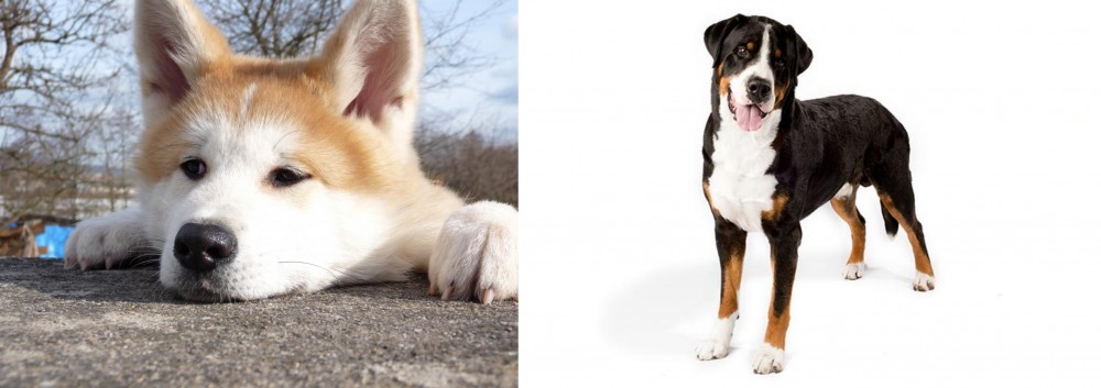 Greater Swiss Mountain Dog vs Akita - Breed Comparison