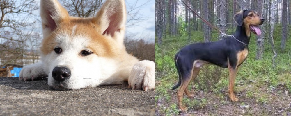 Greek Harehound vs Akita - Breed Comparison