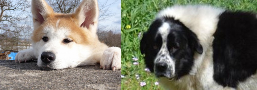 Greek Sheepdog vs Akita - Breed Comparison