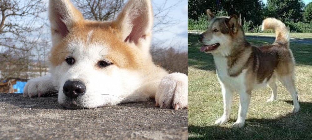 Greenland Dog vs Akita - Breed Comparison