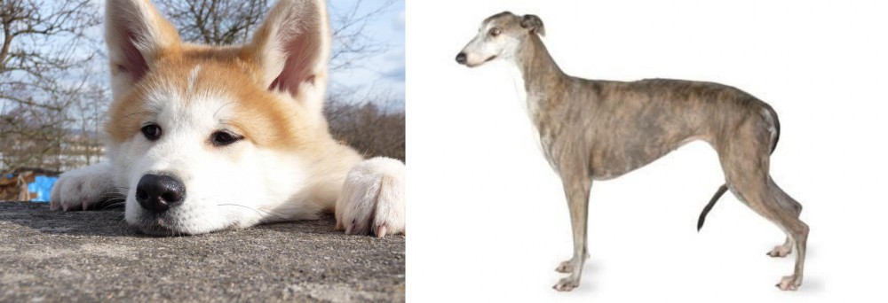 Greyhound vs Akita - Breed Comparison