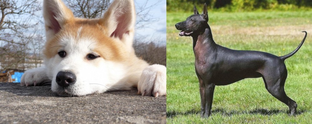 Hairless Khala vs Akita - Breed Comparison