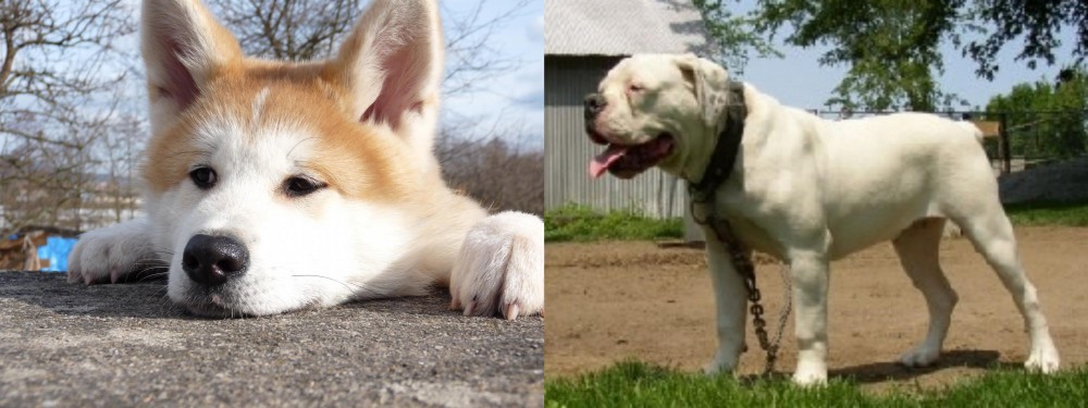 Hermes Bulldogge vs Akita - Breed Comparison
