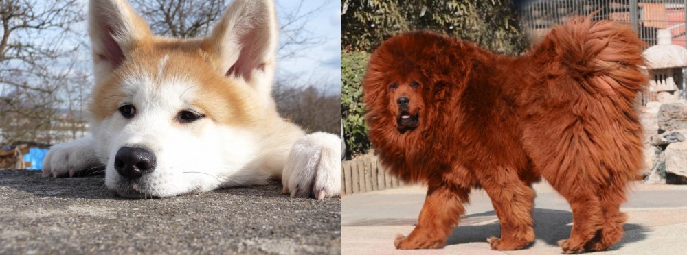 Himalayan Mastiff vs Akita - Breed Comparison